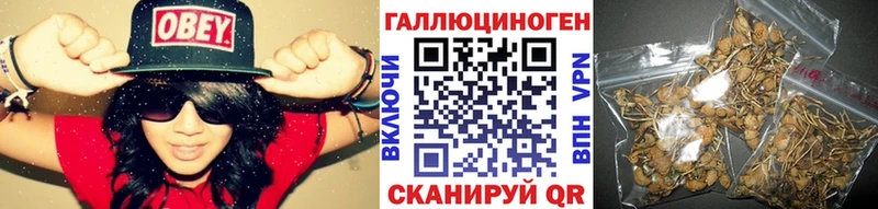 купить закладку  Кувшиново  Псилоцибиновые грибы мицелий 